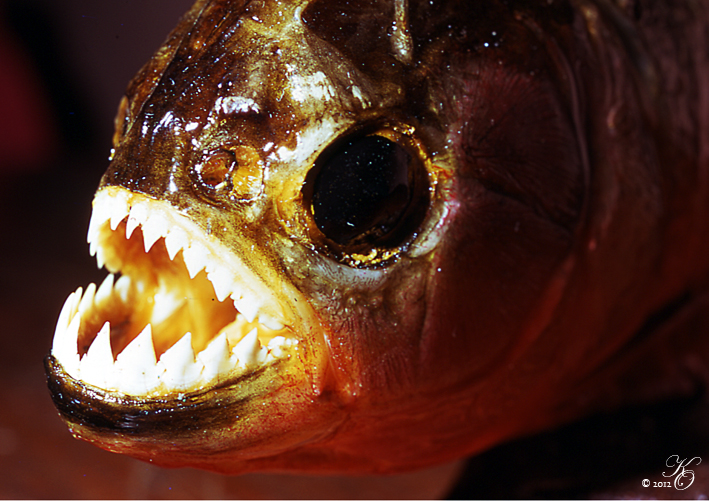 Piranha