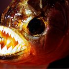 Piranha