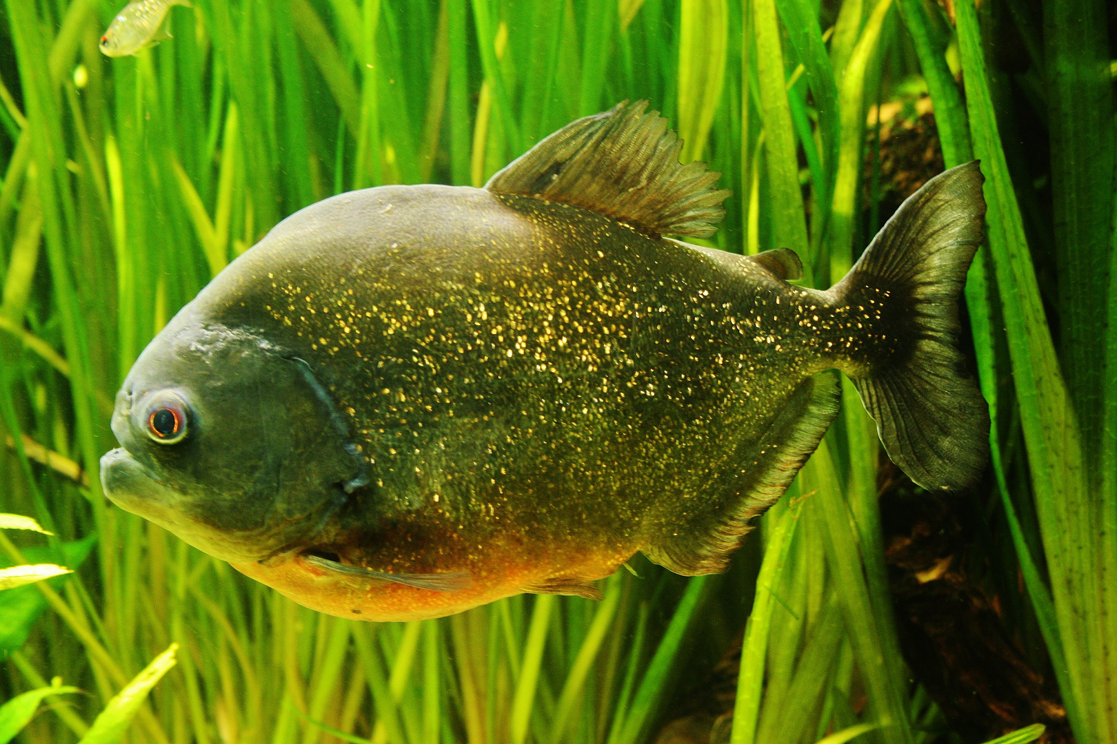 Piranha Foto &amp; Bild | tiere, zoo, wildpark &amp; falknerei, zoo: fische ...