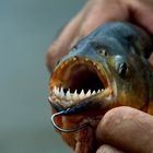 Piranha