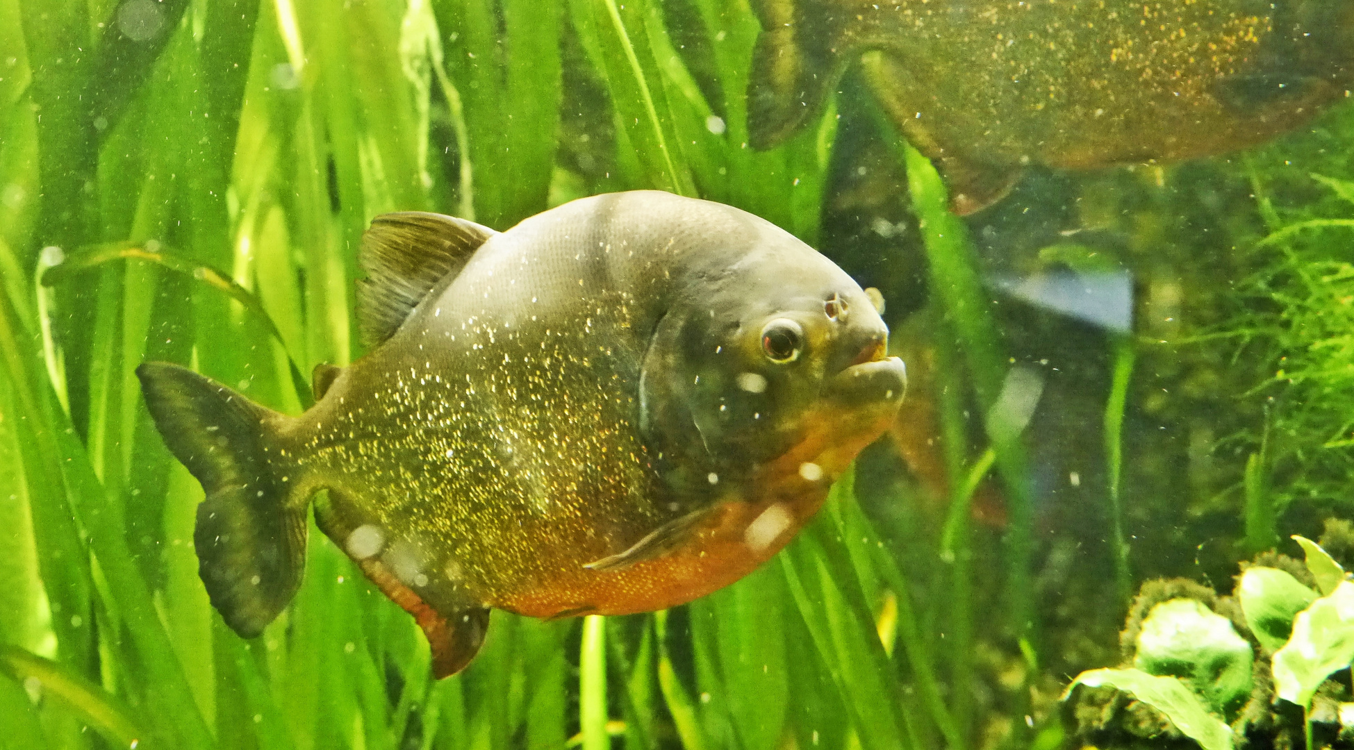 Piranha Foto & Bild tiere, werner birkwald, natur Bilder auf