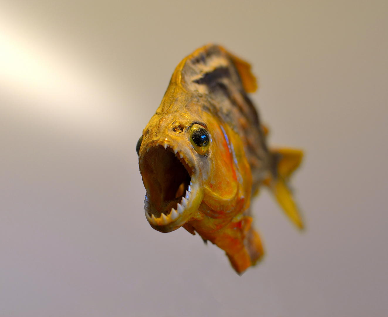 Piranha