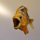 Piranha