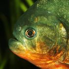 Piranha