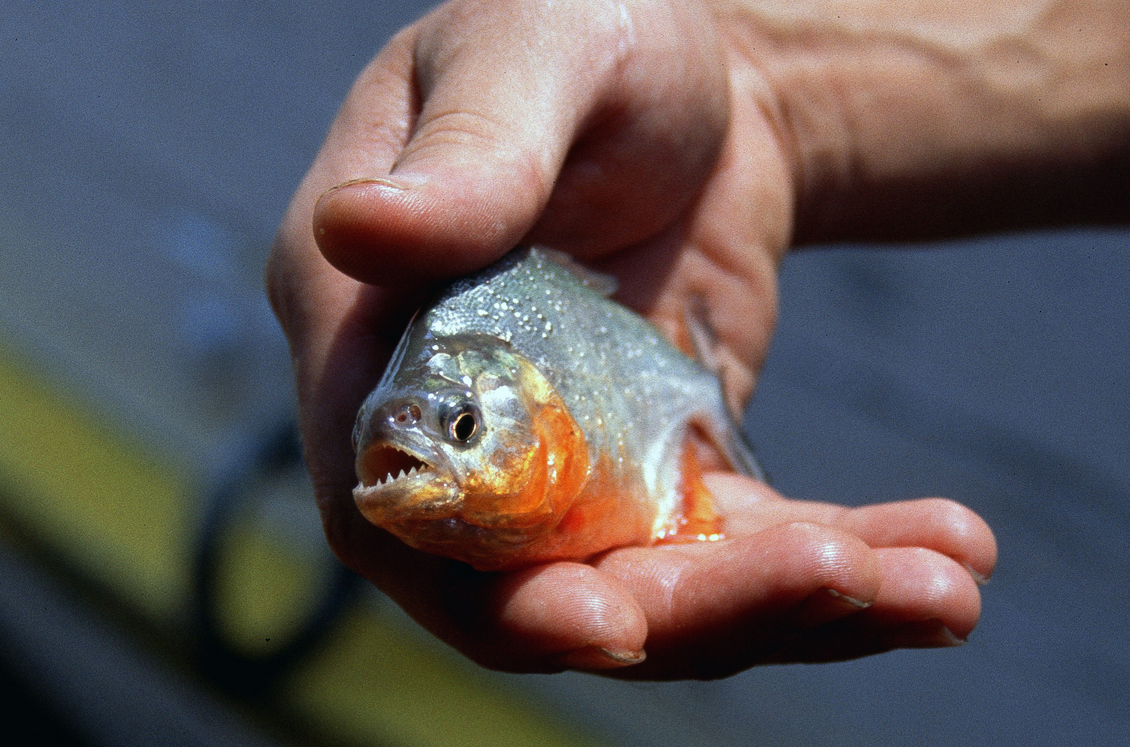 Piranha (Amazonas), sehr scharfe Zähne der Kleine ...