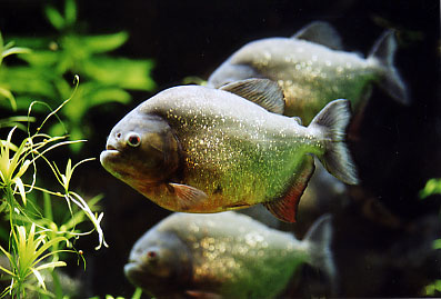 Piranha - Aquarienhaus im Kölner Zoo