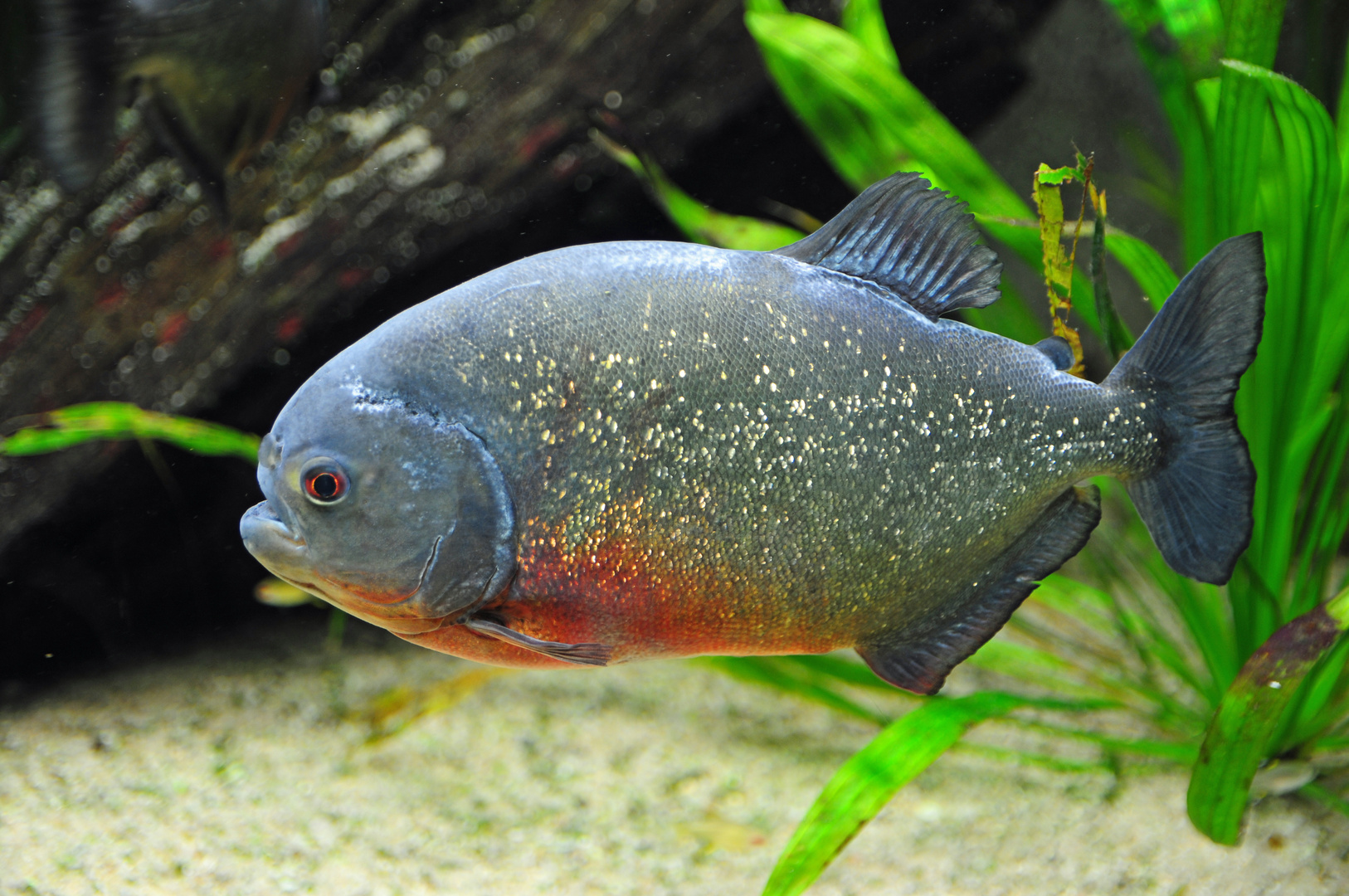 Piranha