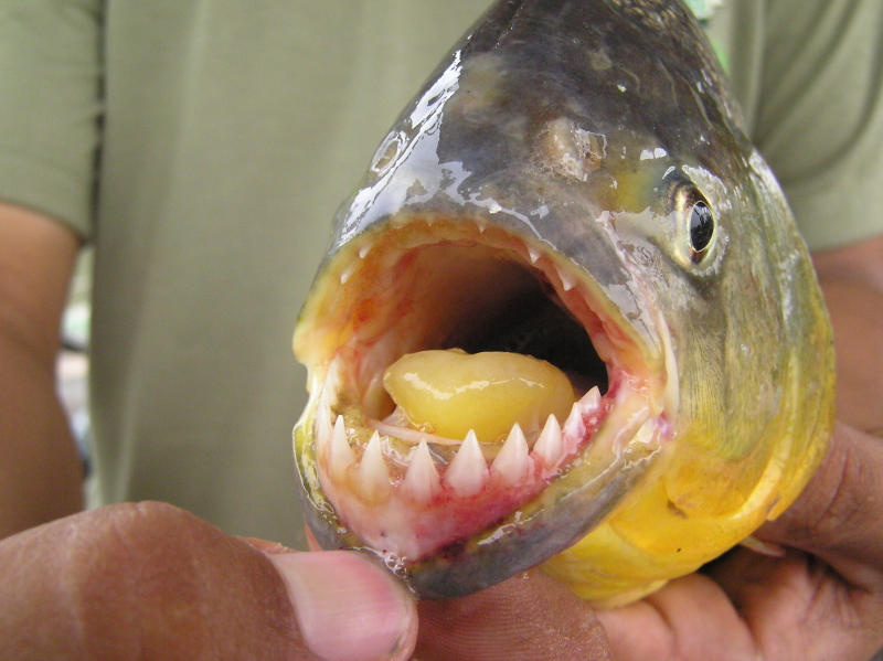 Piranha