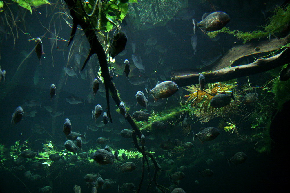 Piranhas