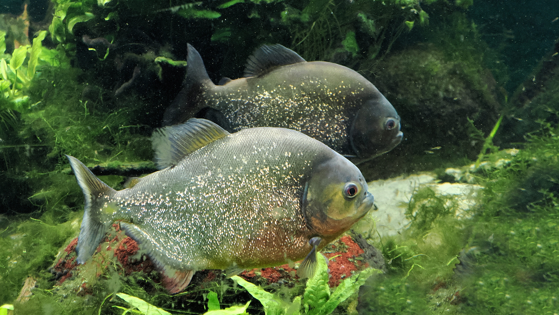 Piranhas