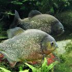 Piranhas