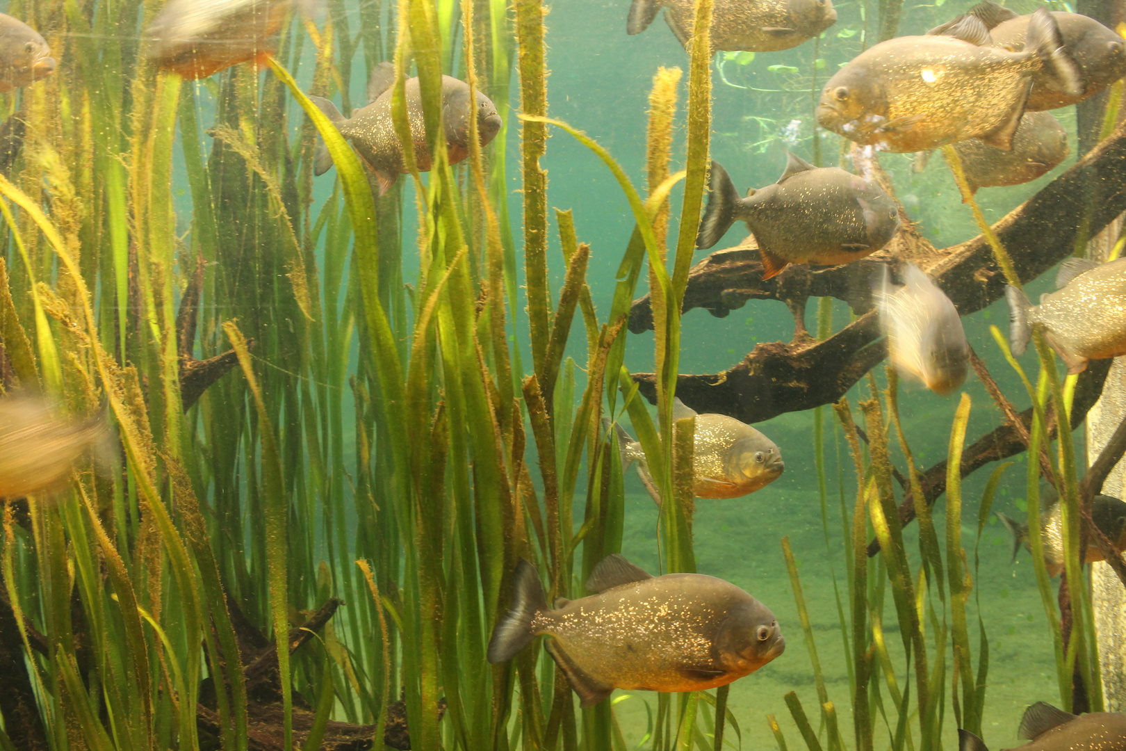 Piranhas