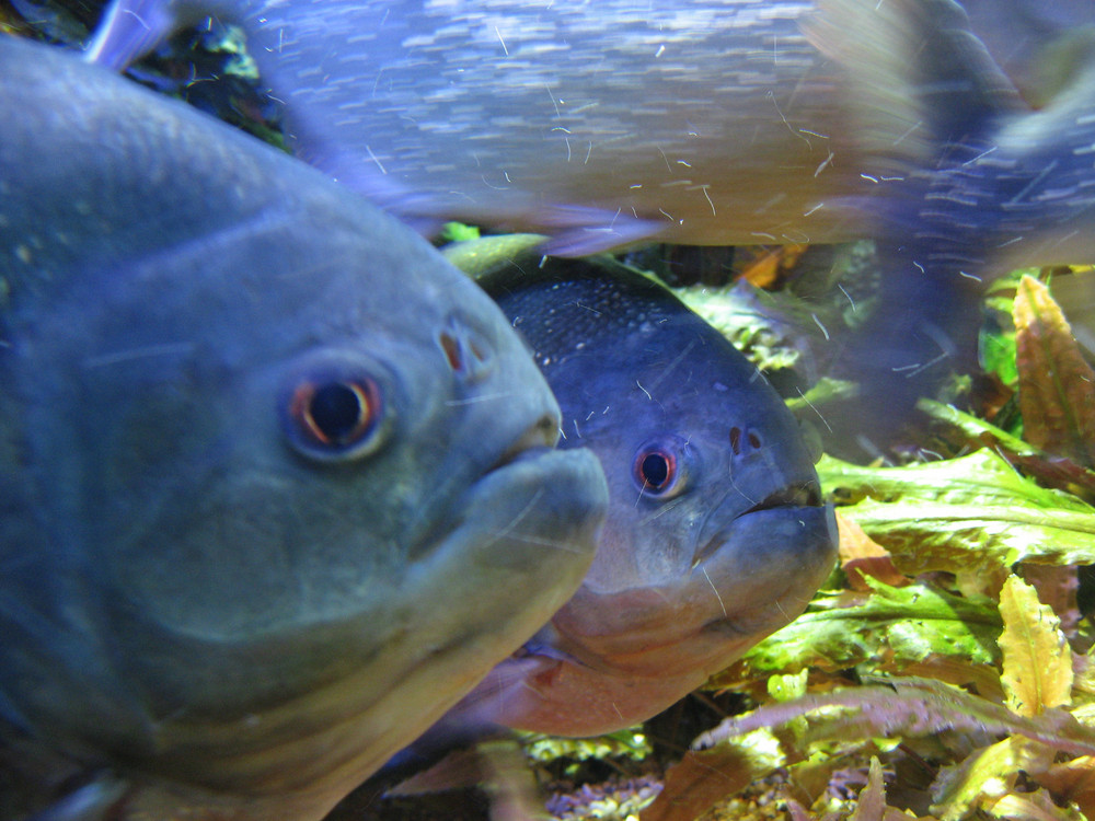 Piranhas von Mario Schauer