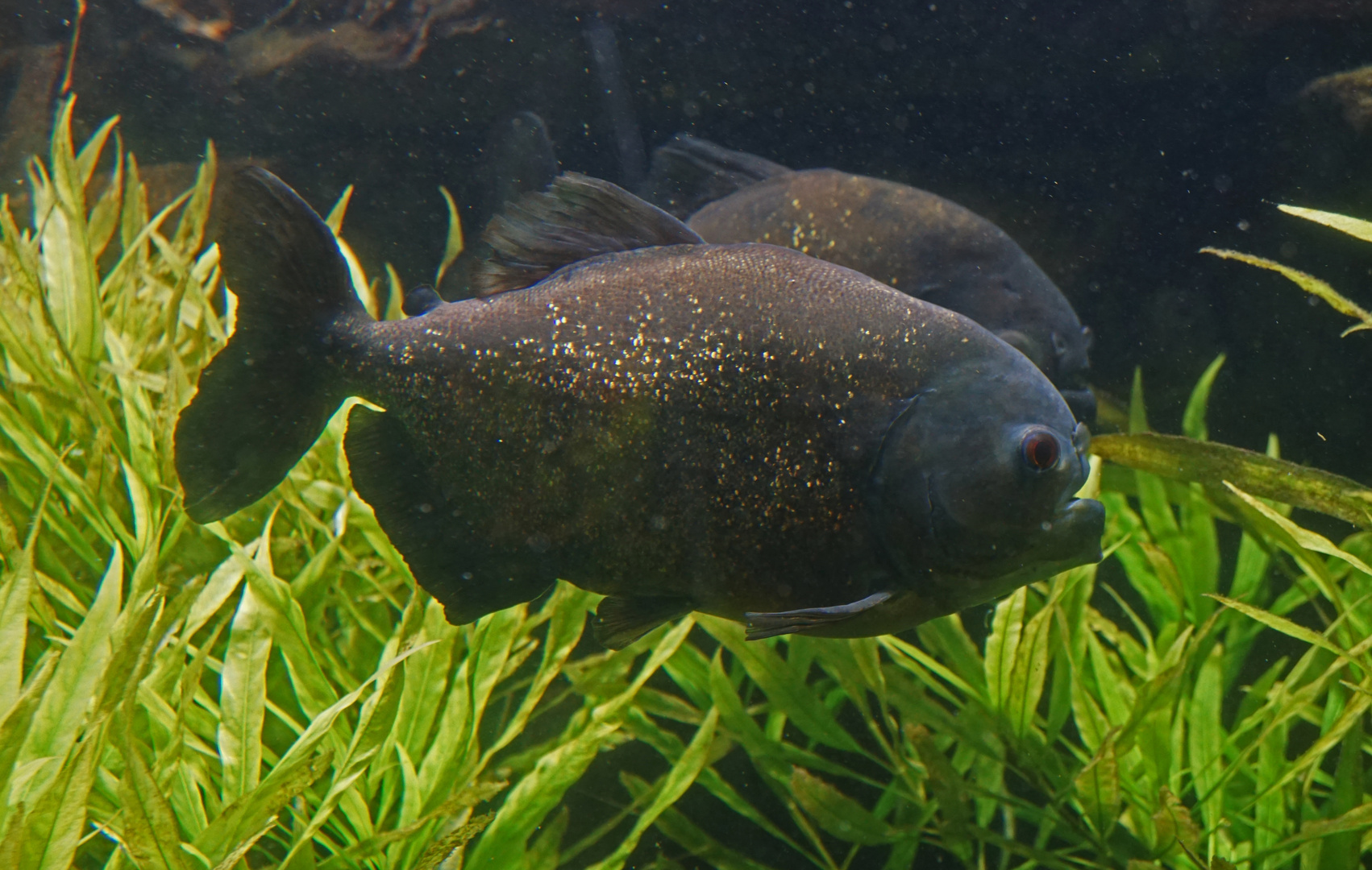Piranhas Foto & Bild | fisch, piranha, schwarmfisch Bilder auf fotocommunity