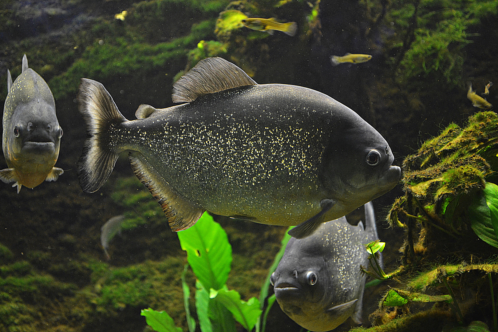 Piranhas... und gelbe Platys