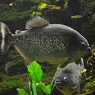 Piranhas... und gelbe Platys