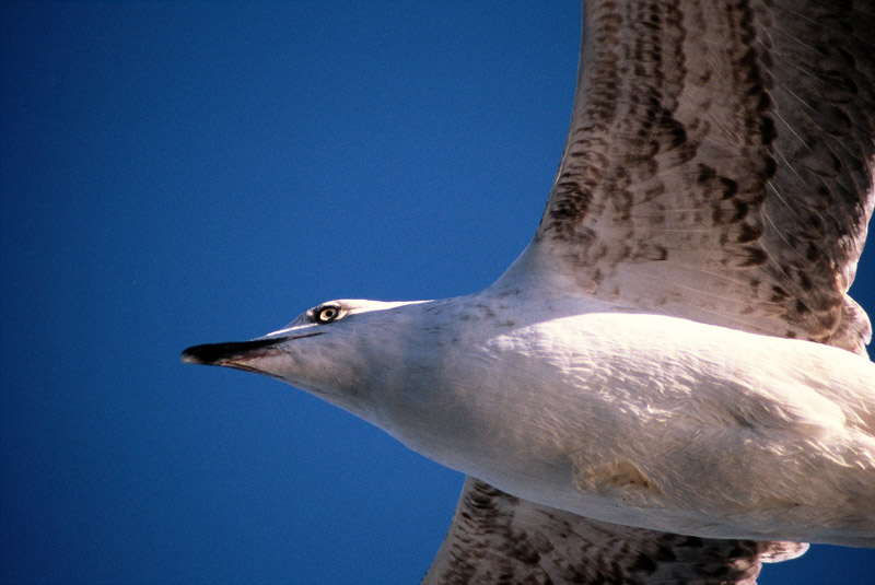 Pirata del mar