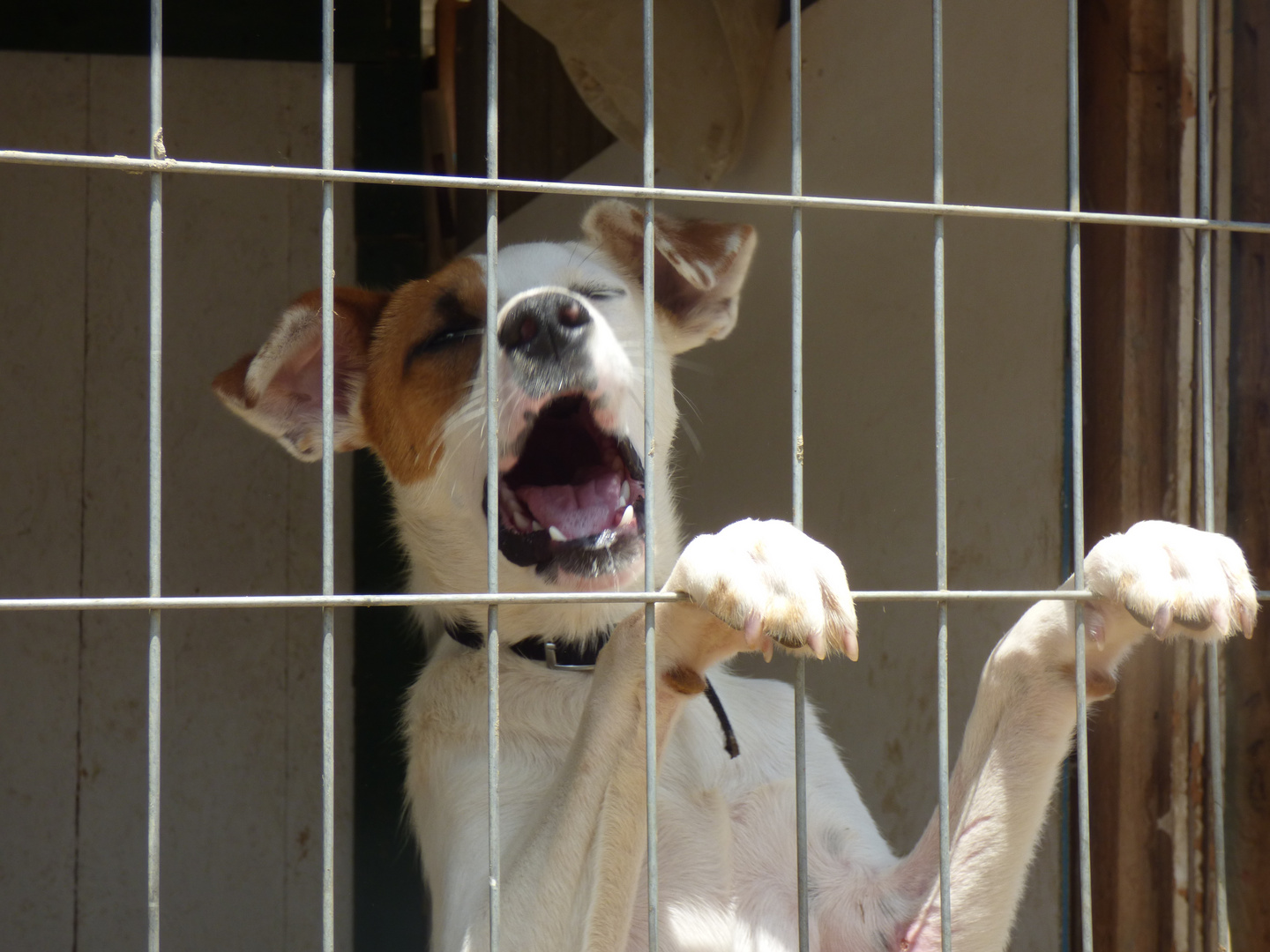 Pirata dice, sacame, perrito en un refugio, Chile