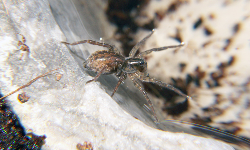 Piratenspinne - Pirata hygrophilus