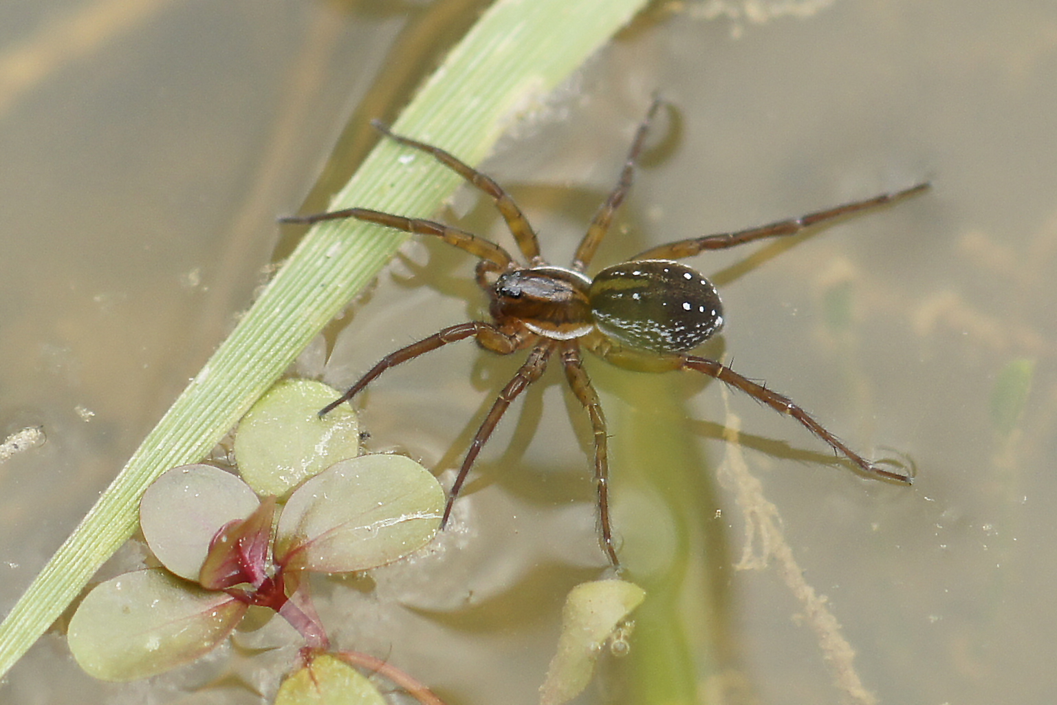 Piratenspinne (Pirata piraticus)