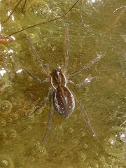 Piratenspinne (Pirata piraticus), die sogar untertauchen kann und sicher auf dem Wasser läuft