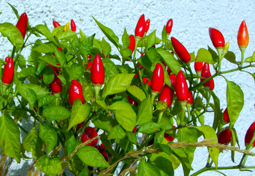 Piri Piri