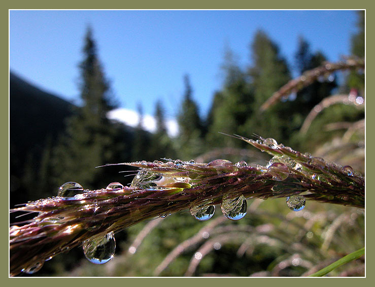 Pirin