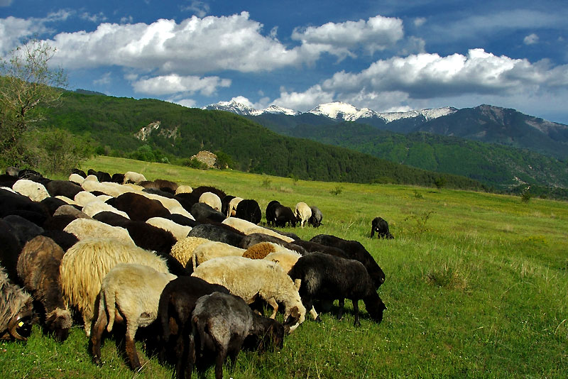 Pirin Mountain