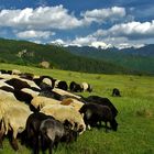 Pirin Mountain