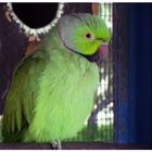 Piro-Bird