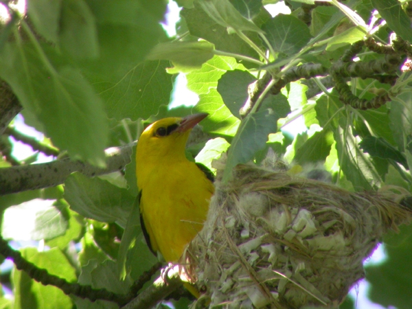 Pirol am Nest mit Jungen