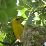 Pirol am Nest mit Jungen