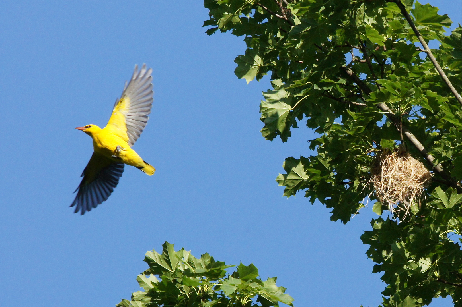 Pirol im Flug