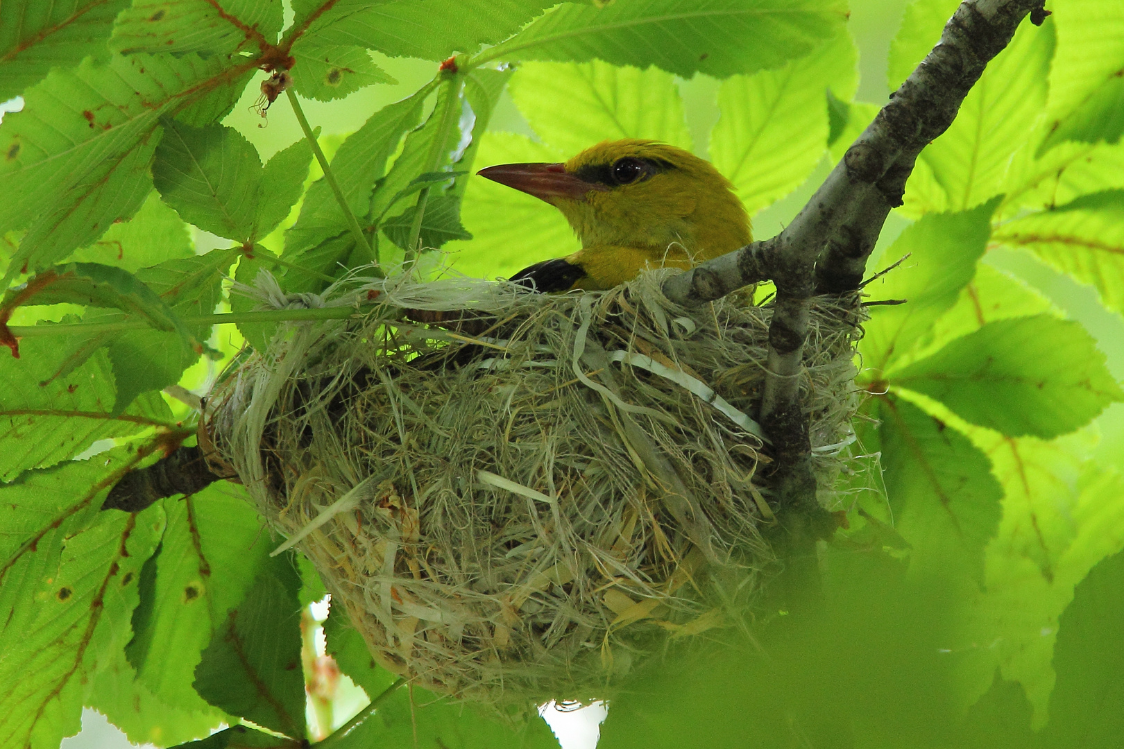 Pirol im Nest