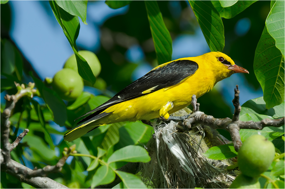 Pirol Männchen Foto & Bild tiere, wildlife, wild lebende vögel Bilder