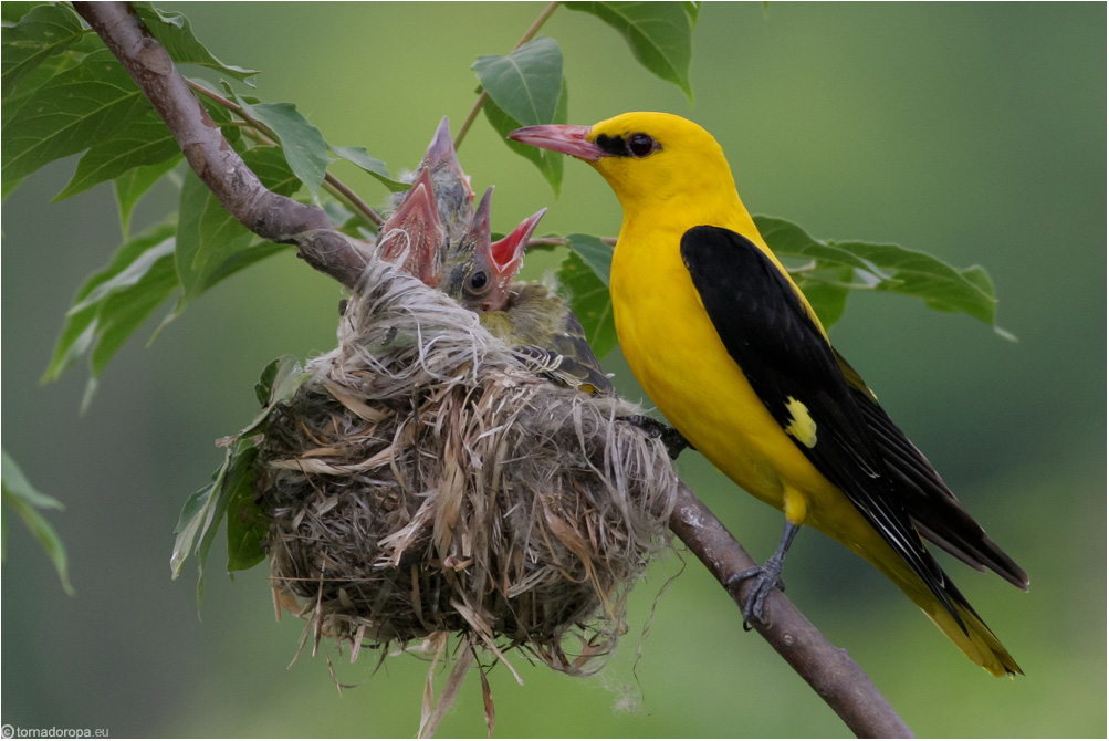 Pirol-Männchen am Nest