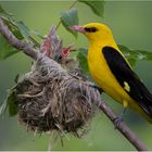 Pirol-Männchen am Nest