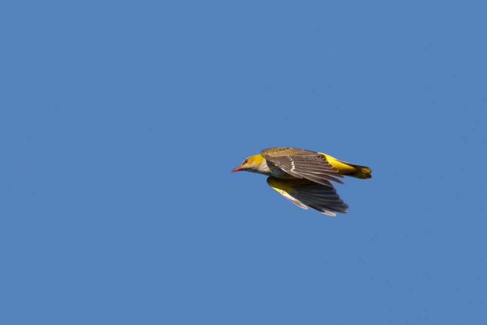 Pirol (Oriolus oriolus)  im Flug