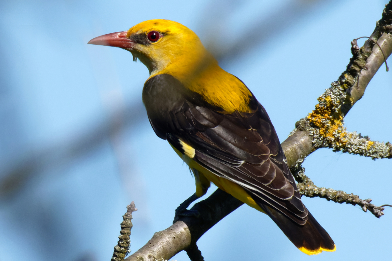  Pirol (Oriolus oriolus) im Geäst - Doku