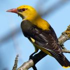  Pirol (Oriolus oriolus) im Geäst - Doku