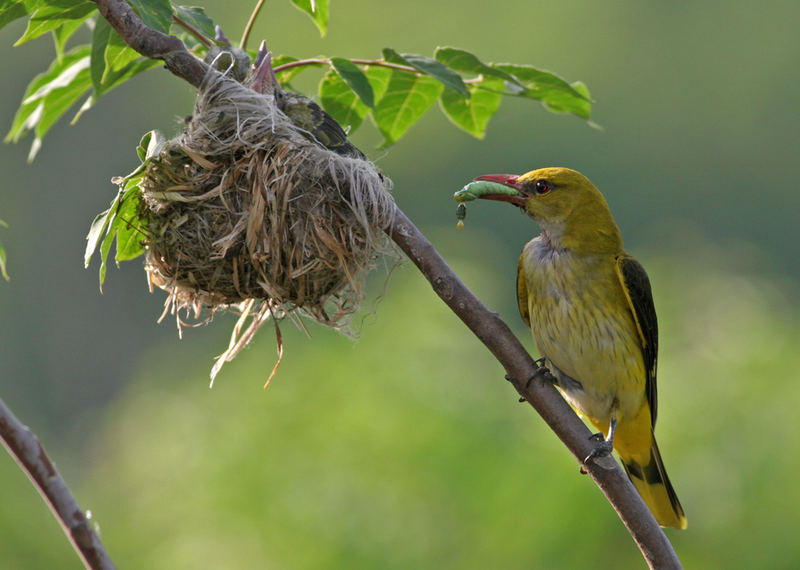 Pirol (Weibchen) bringt Raupe