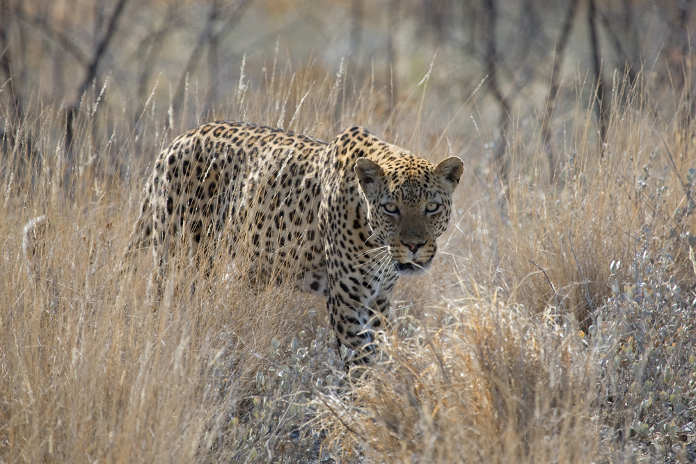 Pirschender Leopard