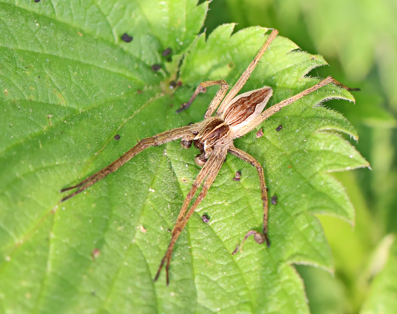 Pisaura mirabilis