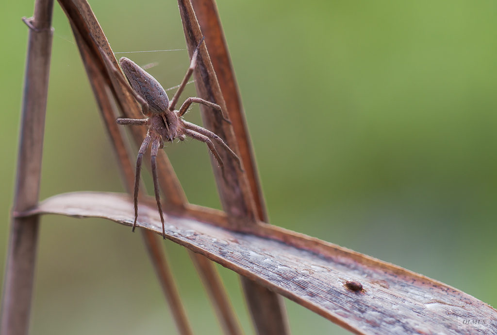 Pisaura Mirabilis