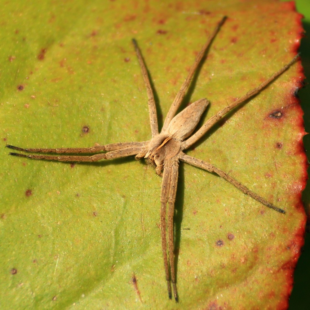 Pisaura mirabilis