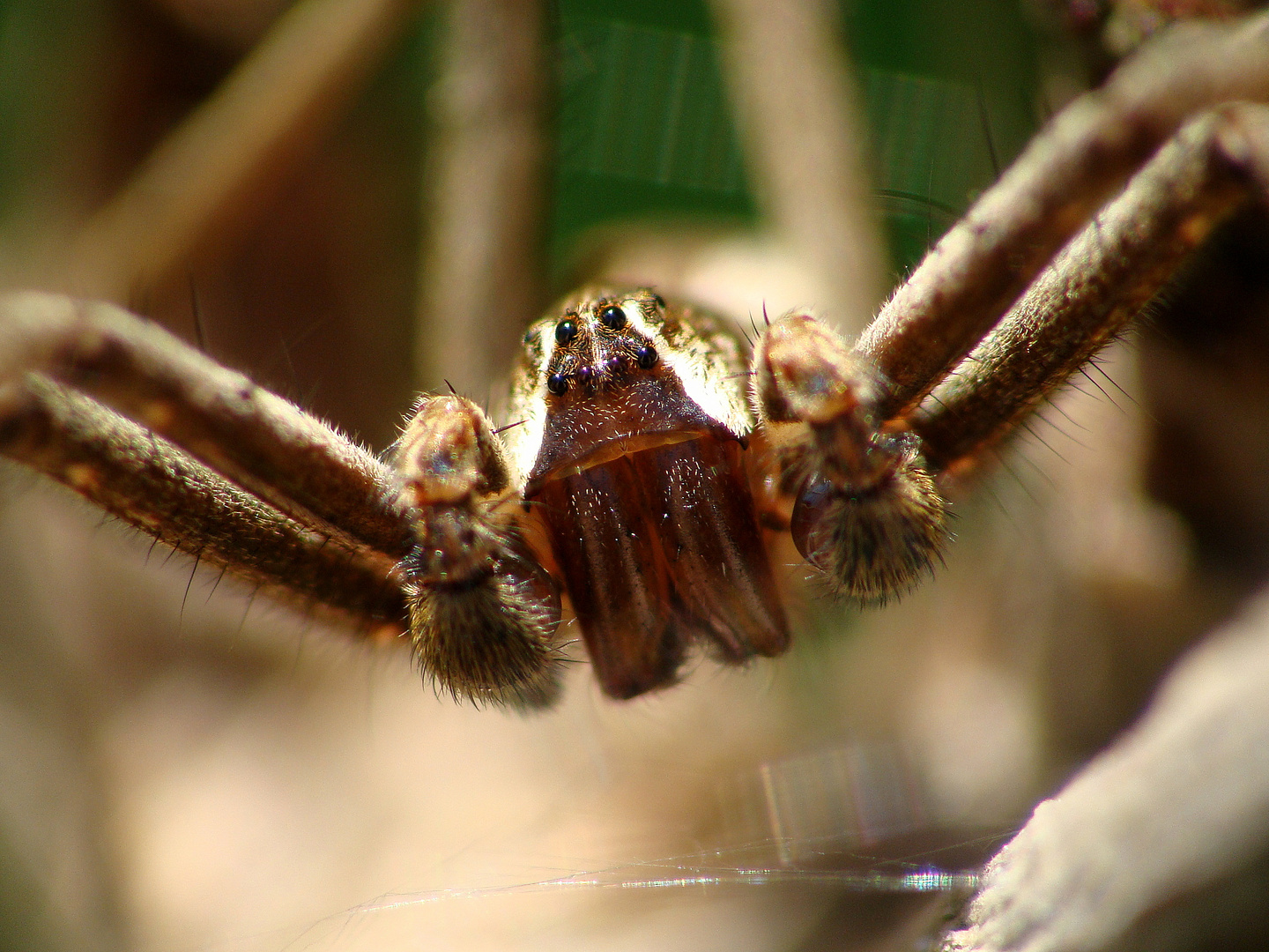 Pisaura mirabilis