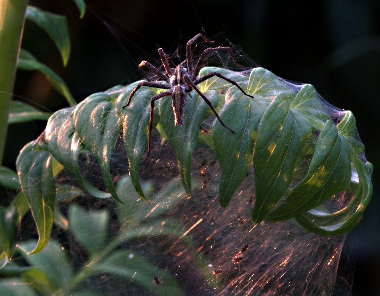 Pisaura mirabilis