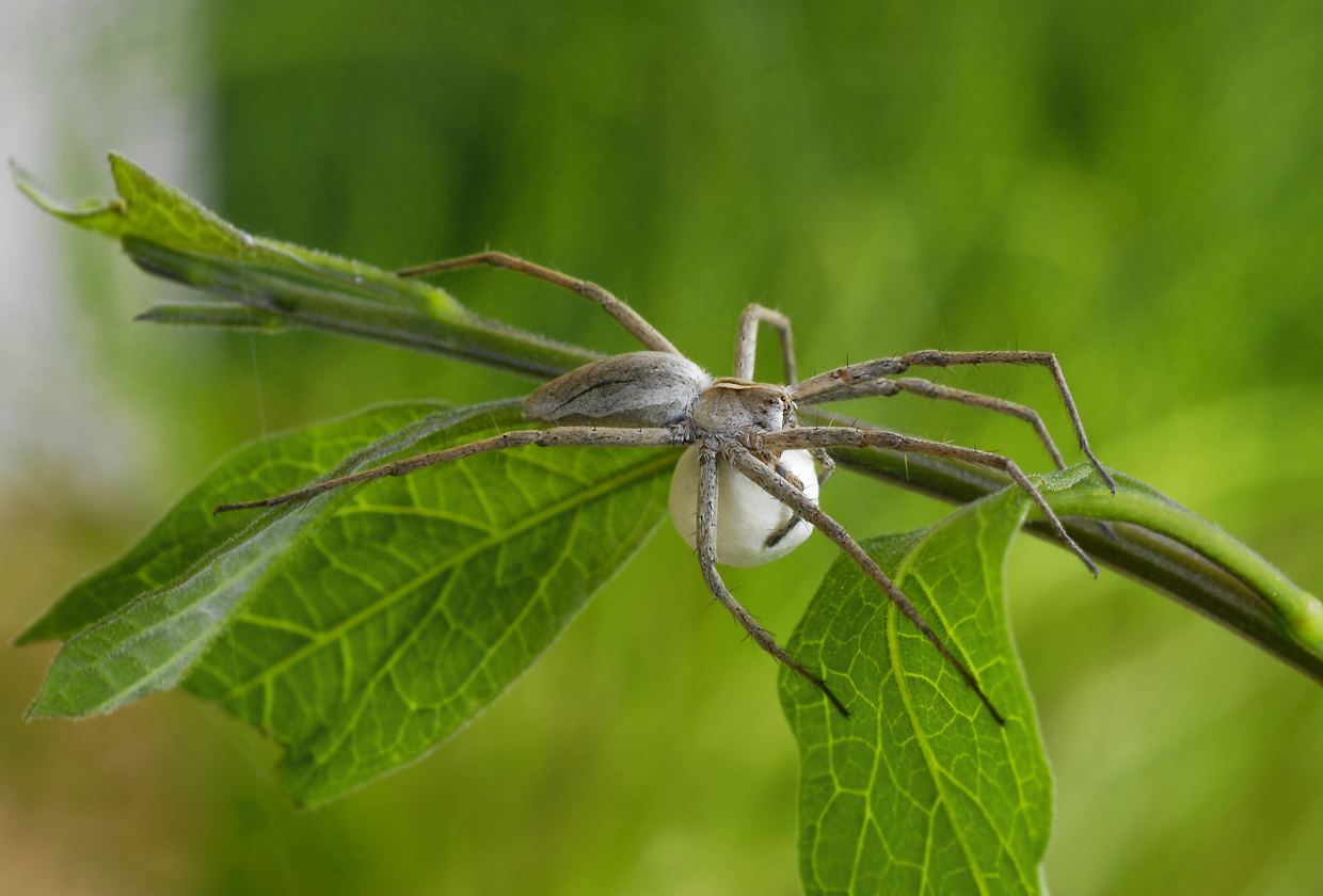 Pisaura mirabilis