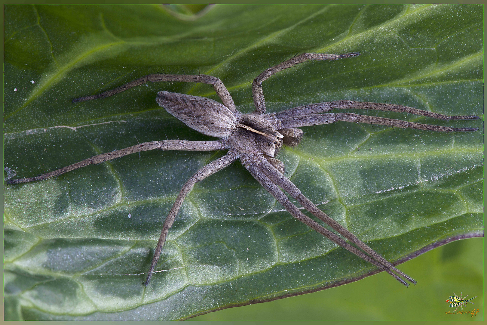 Pisaura Mirabilis ( Clerck, 1757 )