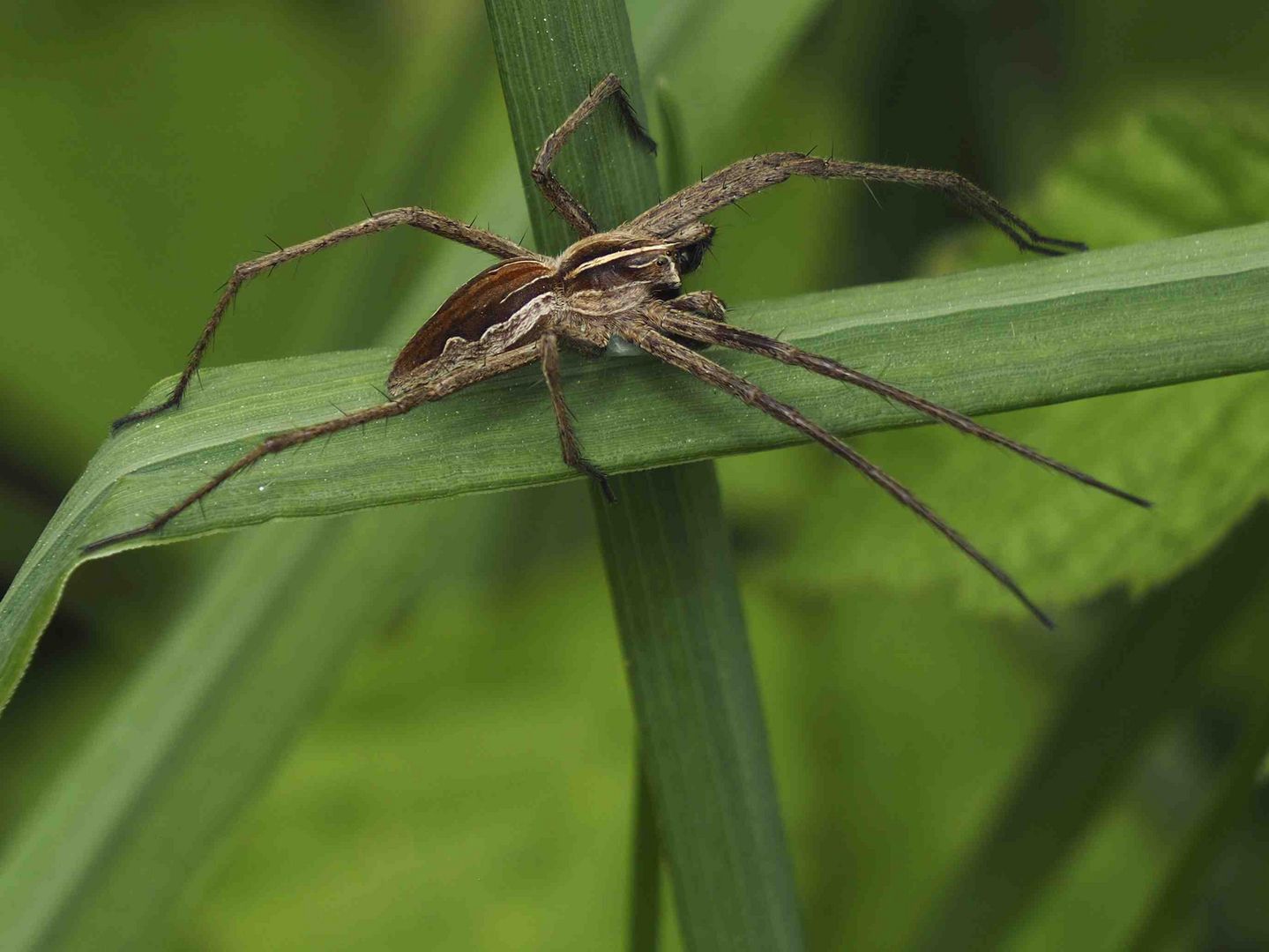 Pisaura mirabilis Männchen